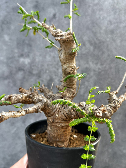 【現品限り】ボスウェリア・ネグレクタ 現地株【D97】 Boswellia neglecta