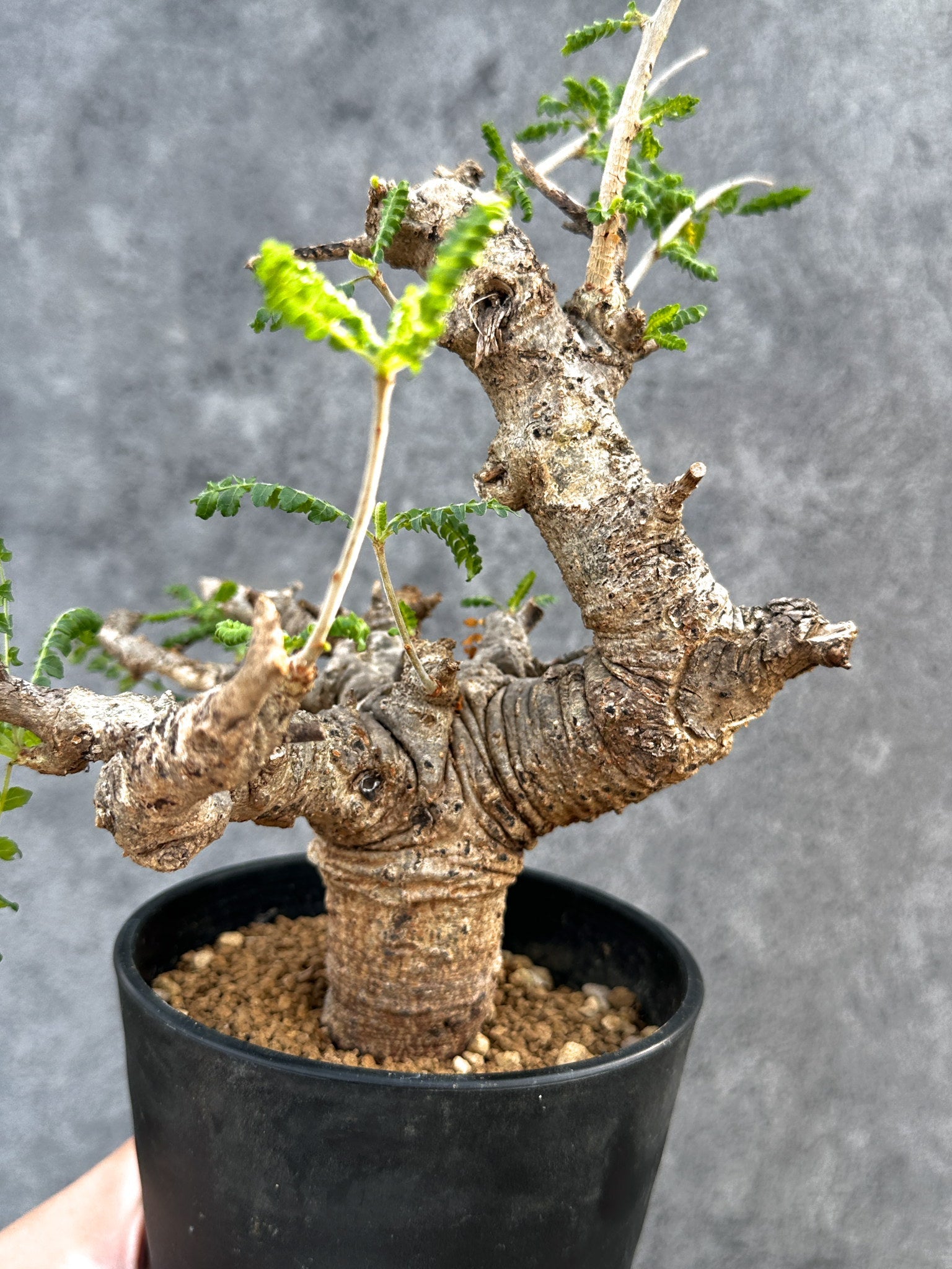 ボスウェリア・ネグレクタ 現地株【D97】 Boswellia neglecta 塊根植物
