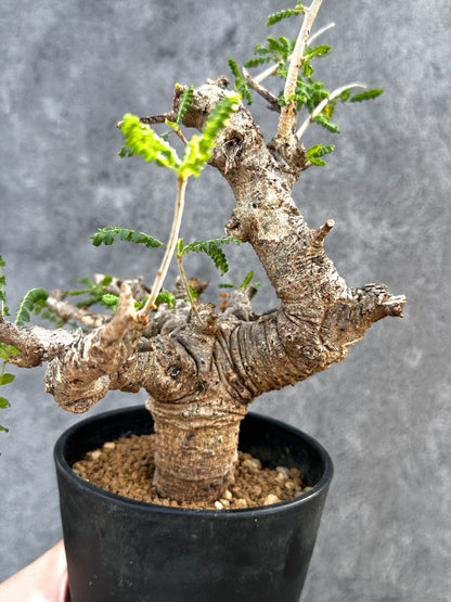 【現品限り】ボスウェリア・ネグレクタ 現地株【D97】 Boswellia neglecta