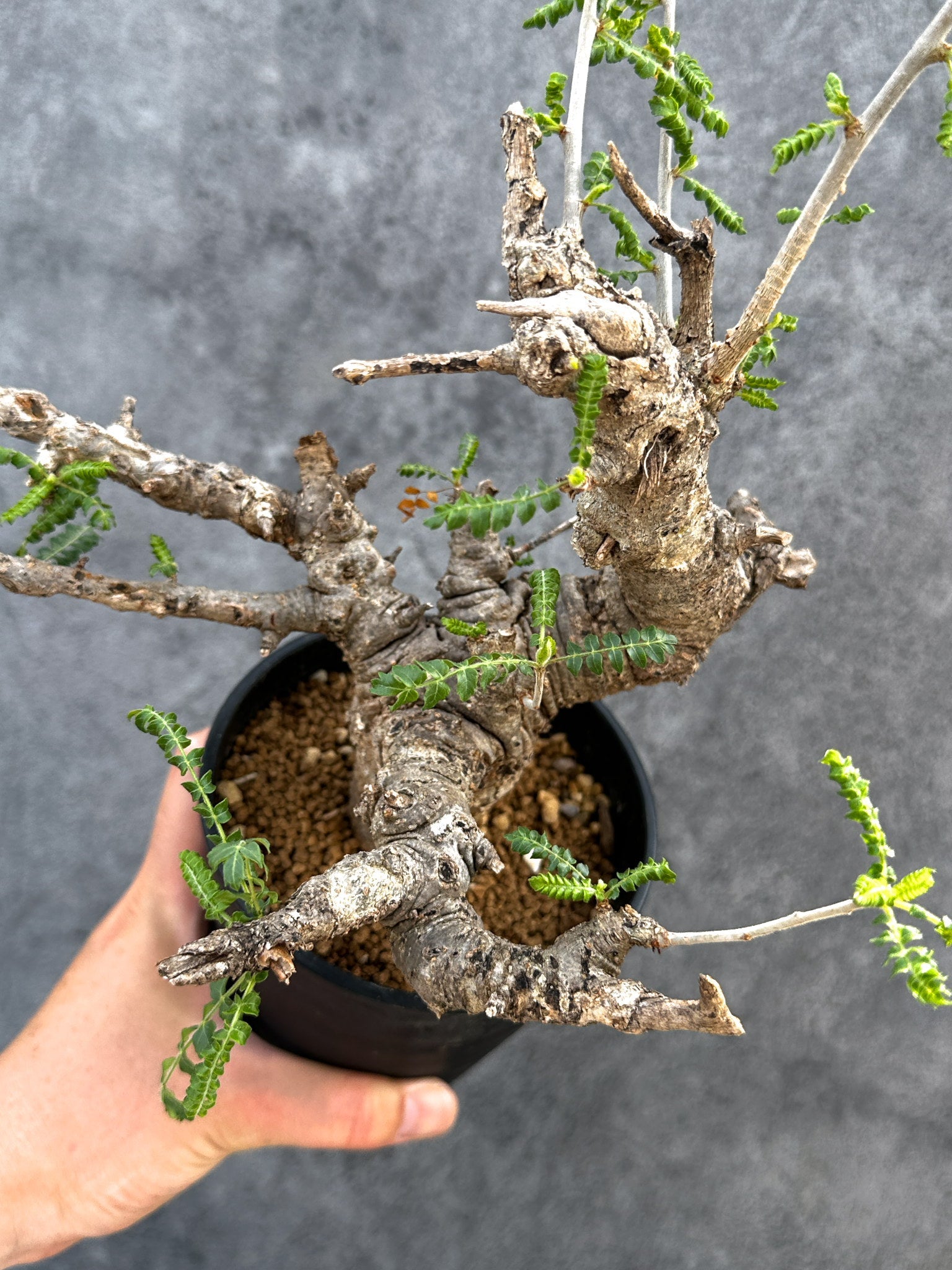 ボスウェリア ネグレクタ ボスウェリア・ネグレクタ 現地株【D97】 Boswellia neglecta 塊根植物
