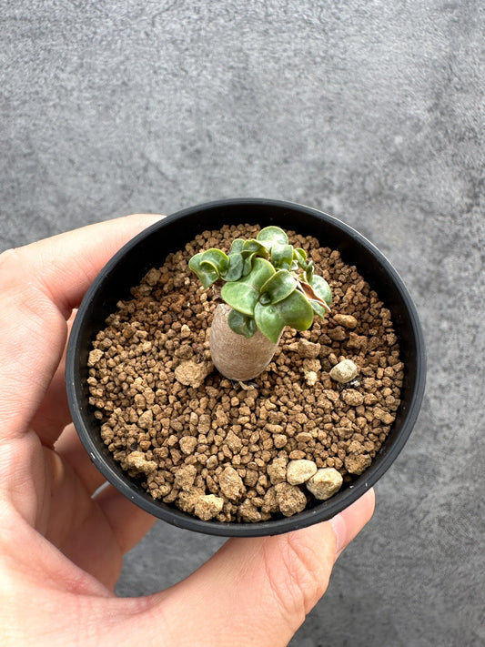 【現品限り】アデニウム・DHA 獅子葉 葉巻 美肌【D9】 Adenium DHA