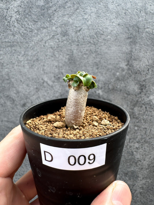 【現品限り】アデニウム・DHA 獅子葉 葉巻 美肌【D9】 Adenium DHA