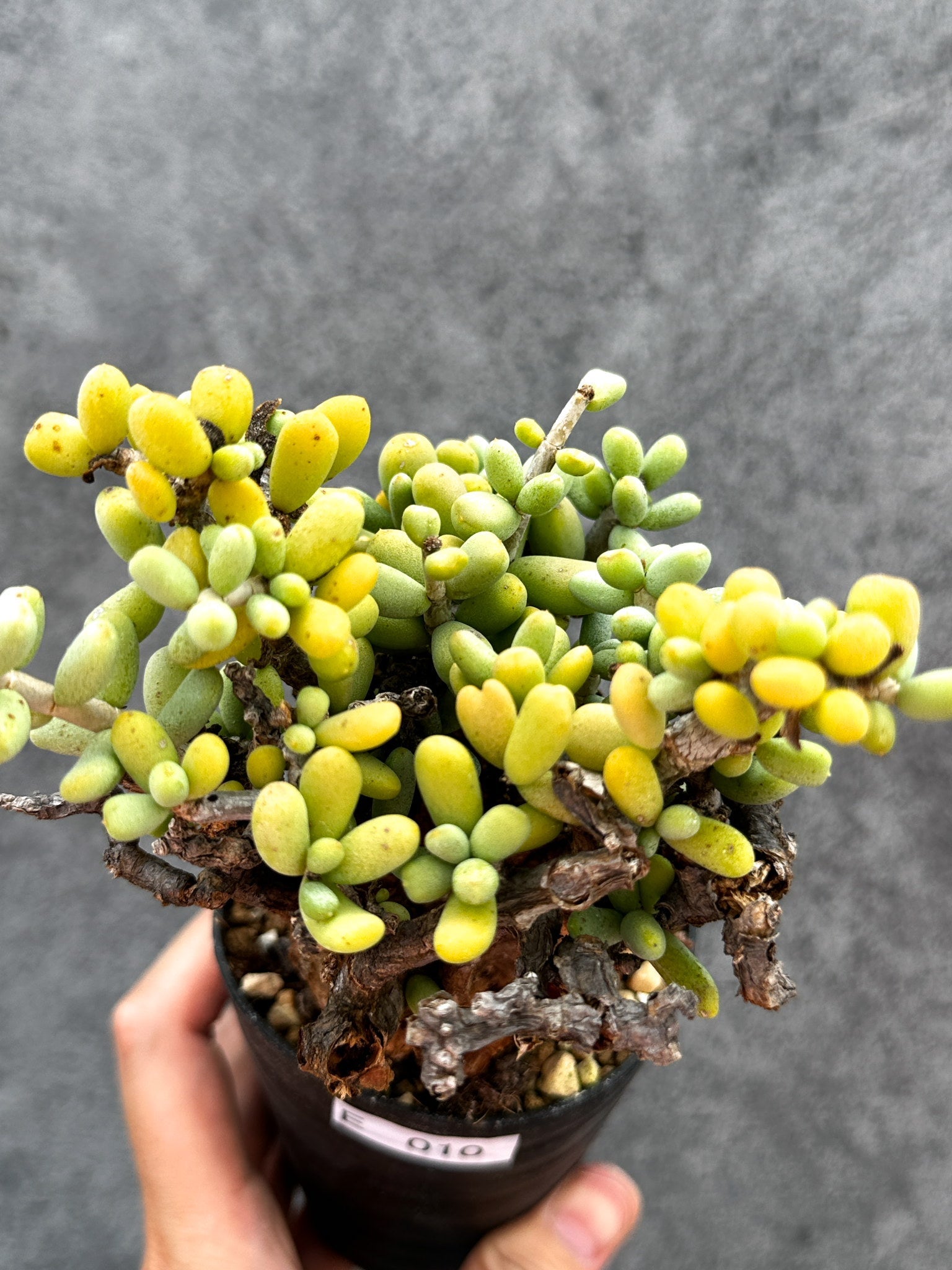 ピグマエア　根魂植物　現地球　冬型 ケラリア・ピグマエア 現地株 2年ほど管理 発根済み【E10】 Ceraria