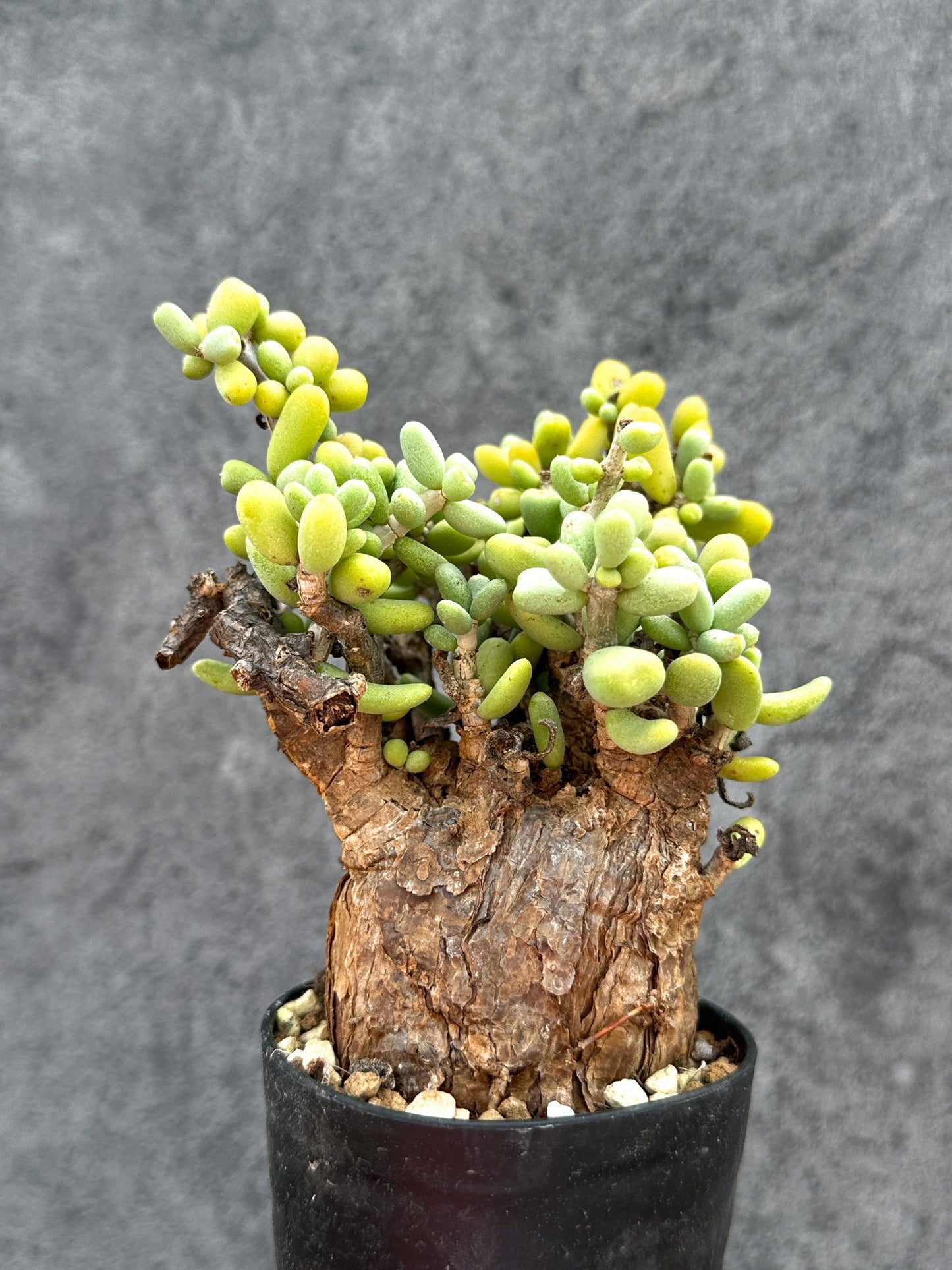 【現品限り】ケラリア・ピグマエア 現地株 2年ほど管理 発根済み【E10】 Ceraria pygmaea