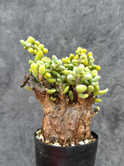 【現品限り】ケラリア・ピグマエア 現地株 2年ほど管理 発根済み【E10】 Ceraria pygmaea