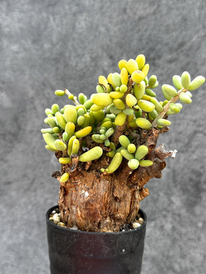 【現品限り】ケラリア・ピグマエア 現地株 2年ほど管理 発根済み【E10】 Ceraria pygmaea