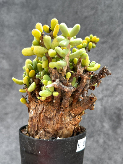 【現品限り】ケラリア・ピグマエア 現地株 2年ほど管理 発根済み【E10】 Ceraria pygmaea