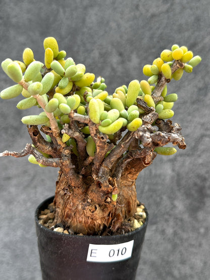 【現品限り】ケラリア・ピグマエア 現地株 2年ほど管理 発根済み【E10】 Ceraria pygmaea