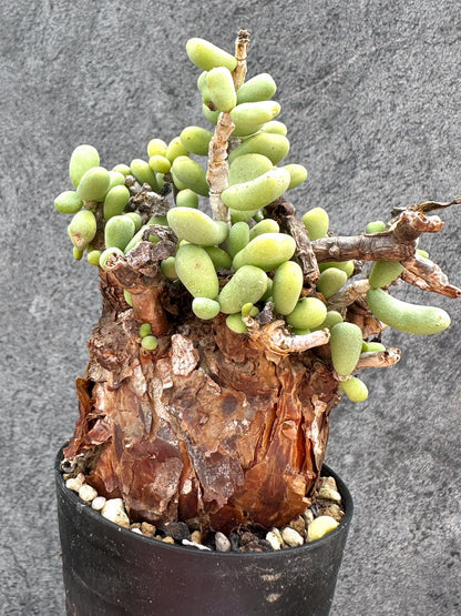 【現品限り】ケラリア・ピグマエア 現地株 2年ほど管理 発根済み【E11】 Ceraria pygmaea