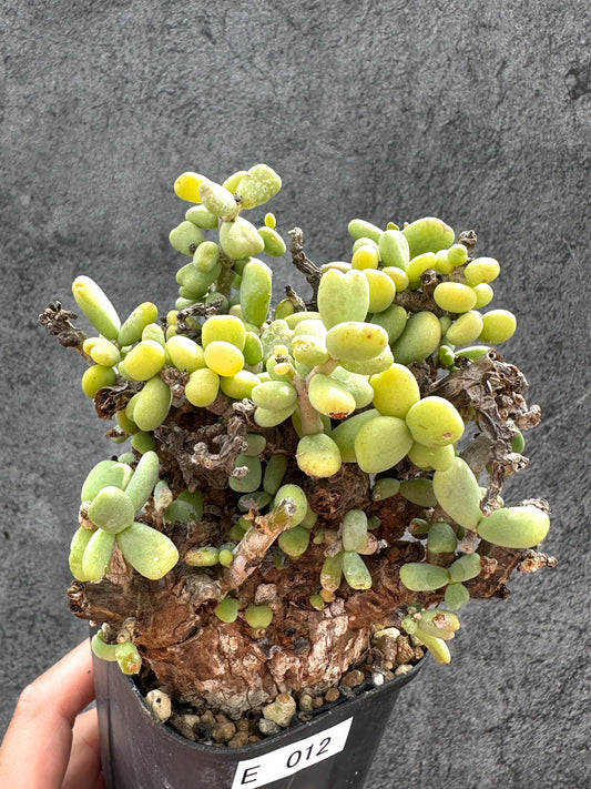 【現品限り】ケラリア・ピグマエア 現地株 2年ほど管理 発根済み【E12】 Ceraria pygmaea