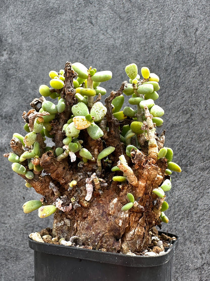 【現品限り】ケラリア・ピグマエア 現地株 2年ほど管理 発根済み【E12】 Ceraria pygmaea