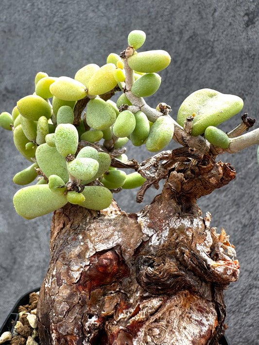 【現品限り】ケラリア・ピグマエア 現地株 2年ほど管理 発根済み【E14】 Ceraria pygmaea
