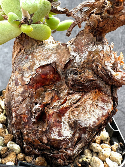 【現品限り】ケラリア・ピグマエア 現地株 2年ほど管理 発根済み【E14】 Ceraria pygmaea