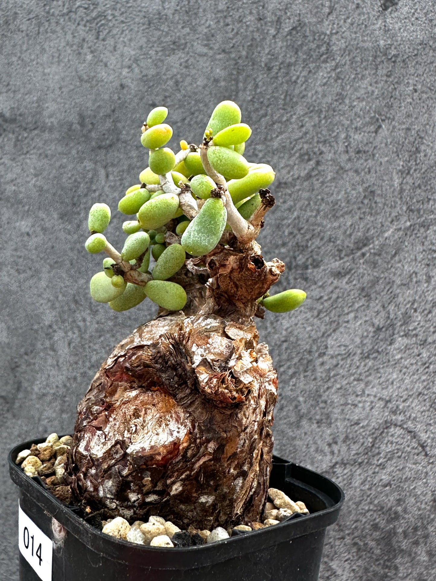 【現品限り】ケラリア・ピグマエア 現地株 2年ほど管理 発根済み【E14】 Ceraria pygmaea
