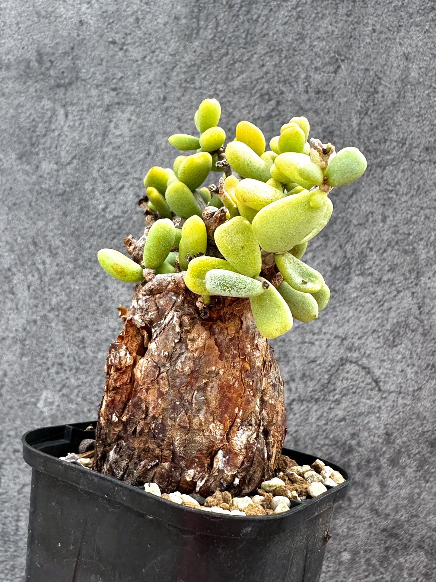 【現品限り】ケラリア・ピグマエア 現地株 2年ほど管理 発根済み【E14】 Ceraria pygmaea