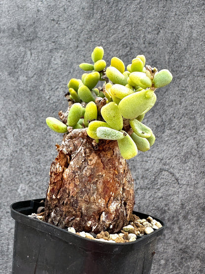 【現品限り】ケラリア・ピグマエア 現地株 2年ほど管理 発根済み【E14】 Ceraria pygmaea