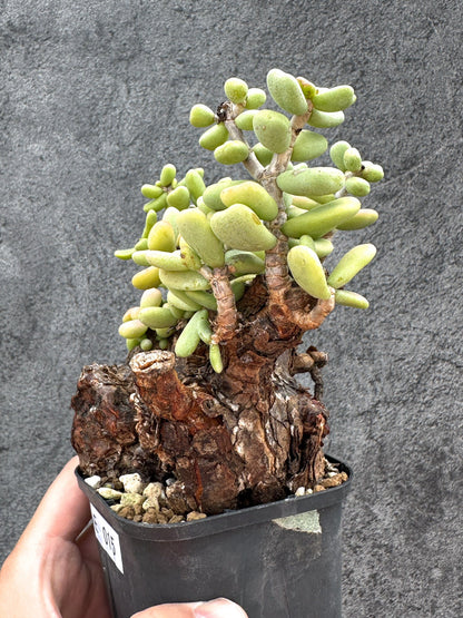 【現品限り】ケラリア・ピグマエア 現地株 2年ほど管理 発根済み【E15】 Ceraria pygmaea