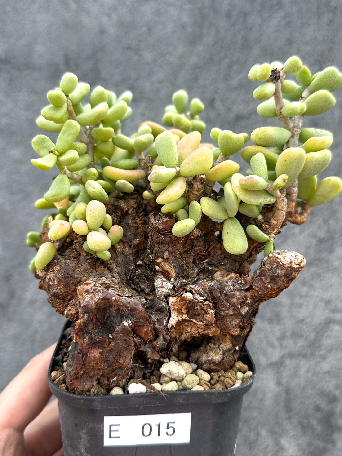 【現品限り】ケラリア・ピグマエア 現地株 2年ほど管理 発根済み【E15】 Ceraria pygmaea