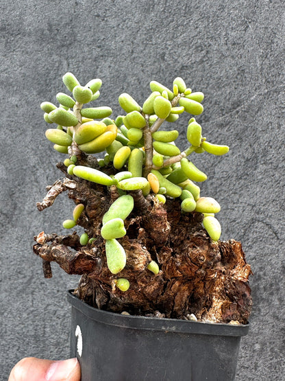 【現品限り】ケラリア・ピグマエア 現地株 2年ほど管理 発根済み【E15】 Ceraria pygmaea