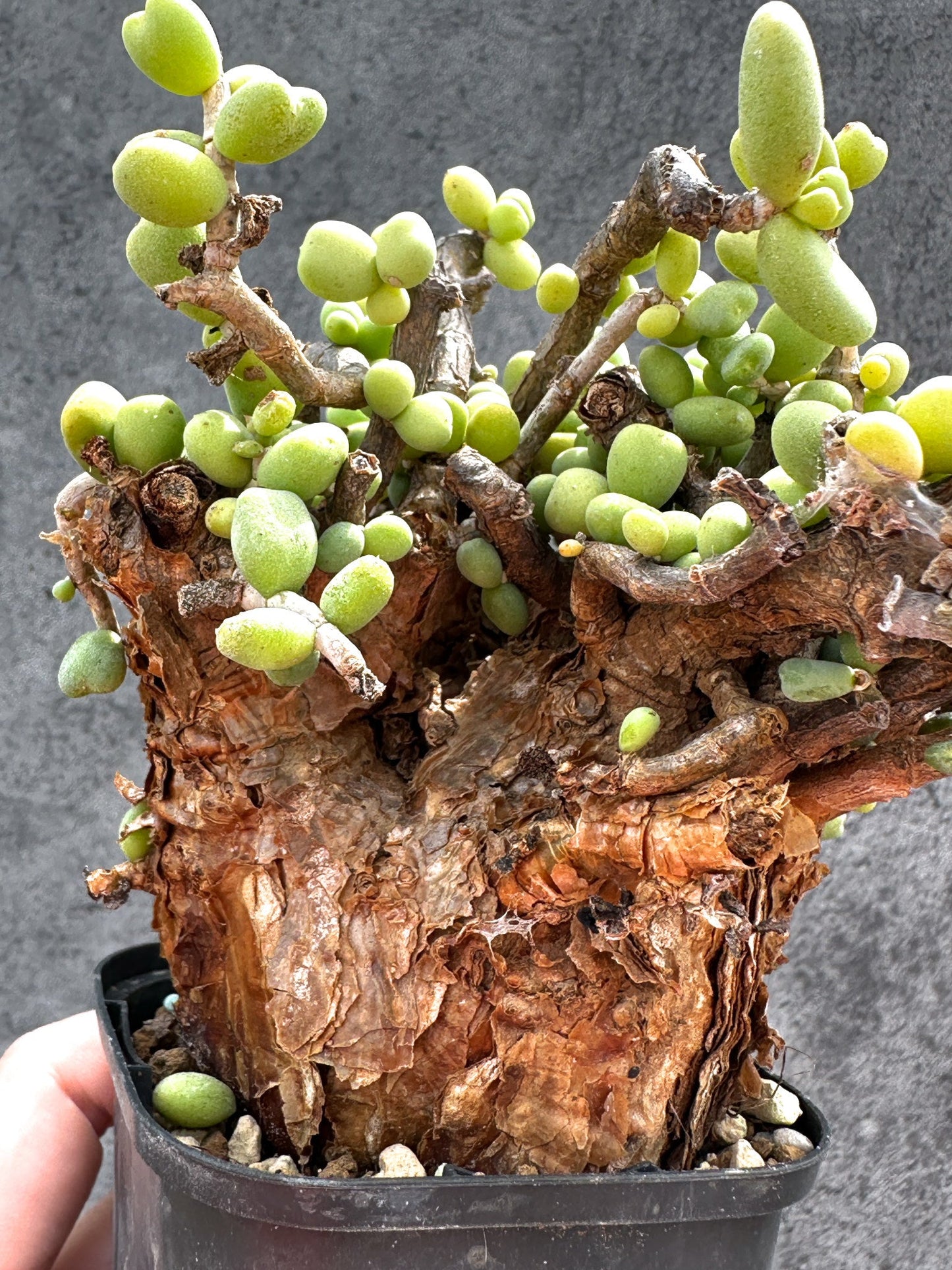 【現品限り】ケラリア・ピグマエア 現地株 2年ほど管理 発根済み【E16】 Ceraria pygmaea