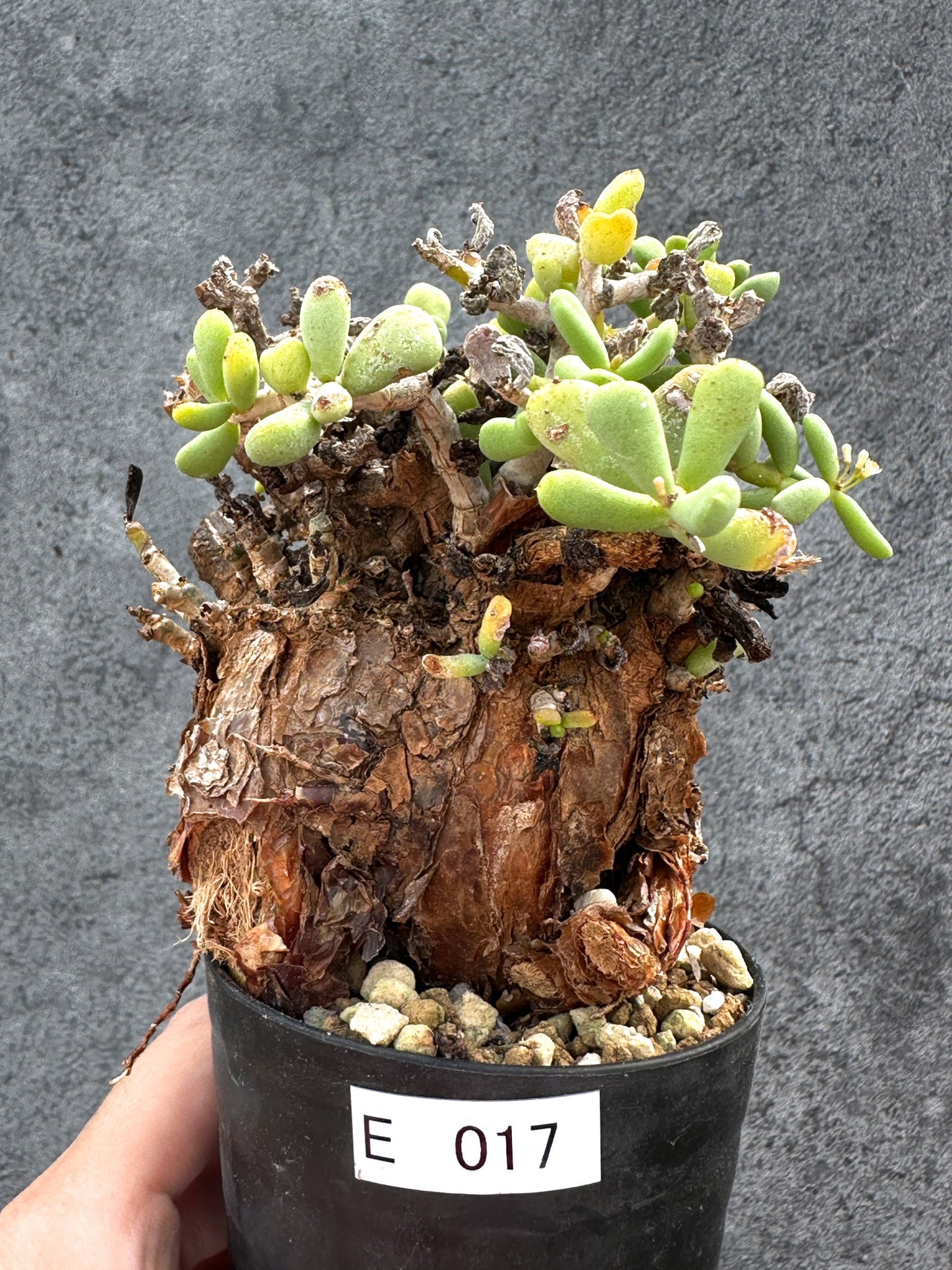 【現品限り】ケラリア・ピグマエア 現地株 2年ほど管理 発根済み【E17】 Ceraria pygmaea