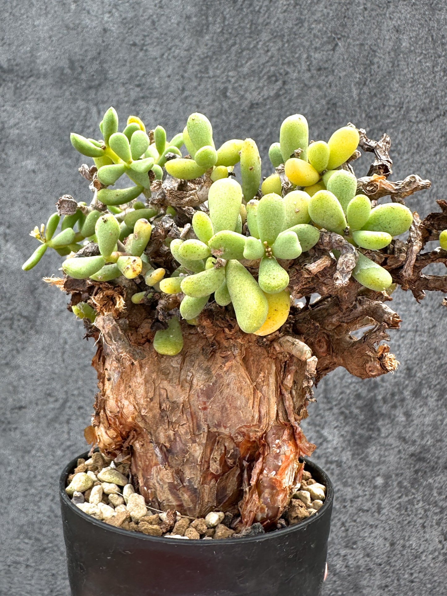【現品限り】ケラリア・ピグマエア 現地株 2年ほど管理 発根済み【E17】 Ceraria pygmaea