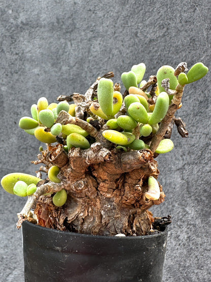 【現品限り】ケラリア・ピグマエア 現地株 2年ほど管理 発根済み【E18】 Ceraria pygmaea