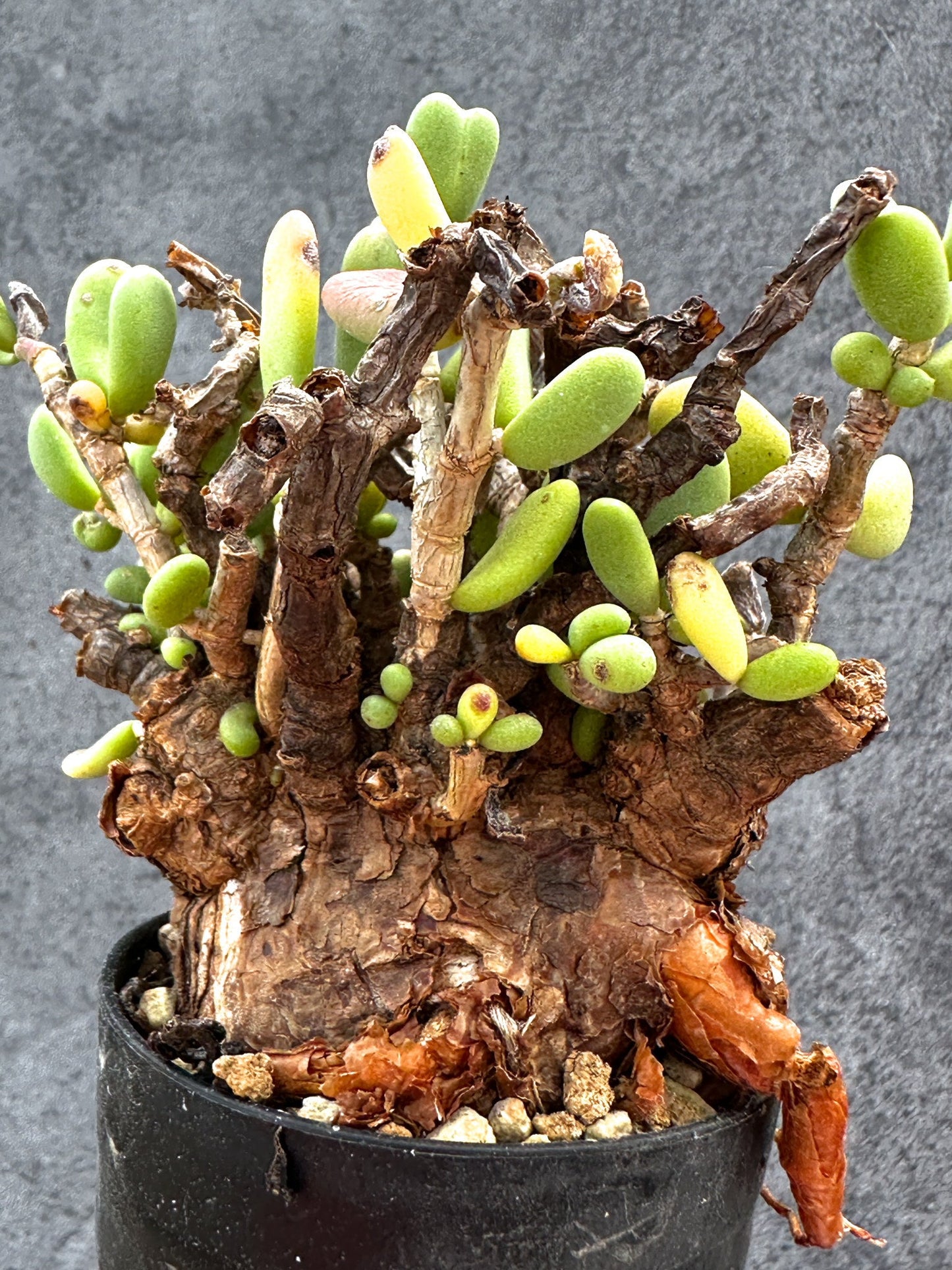【現品限り】ケラリア・ピグマエア 現地株 2年ほど管理 発根済み【E18】 Ceraria pygmaea