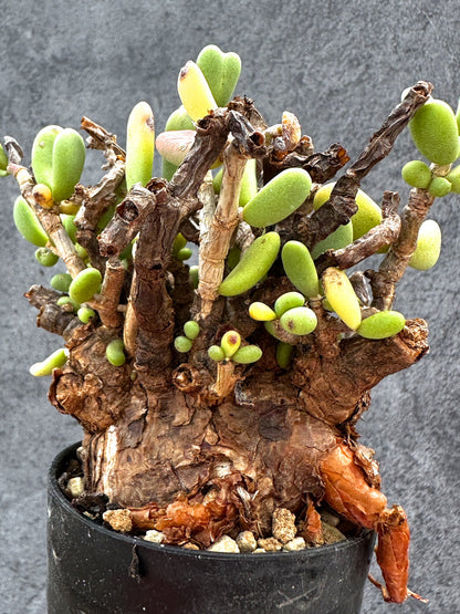 【現品限り】ケラリア・ピグマエア 現地株 2年ほど管理 発根済み【E18】 Ceraria pygmaea