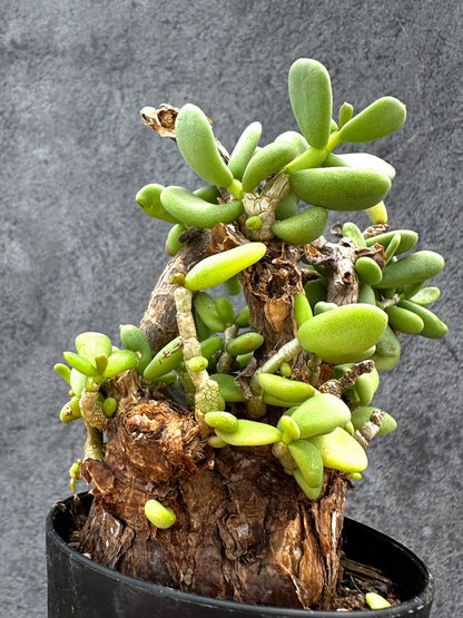 【現品限り】ケラリア・ピグマエア 現地株 2年ほど管理 発根済み【E19】 Ceraria pygmaea