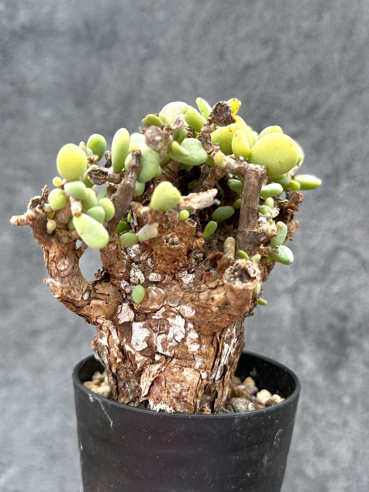 【現品限り】ケラリア・ピグマエア 現地株 2年ほど管理 発根済み【E1】 Ceraria pygmaea