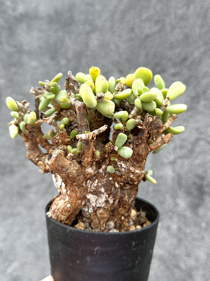 【現品限り】ケラリア・ピグマエア 現地株 2年ほど管理 発根済み【E1】 Ceraria pygmaea