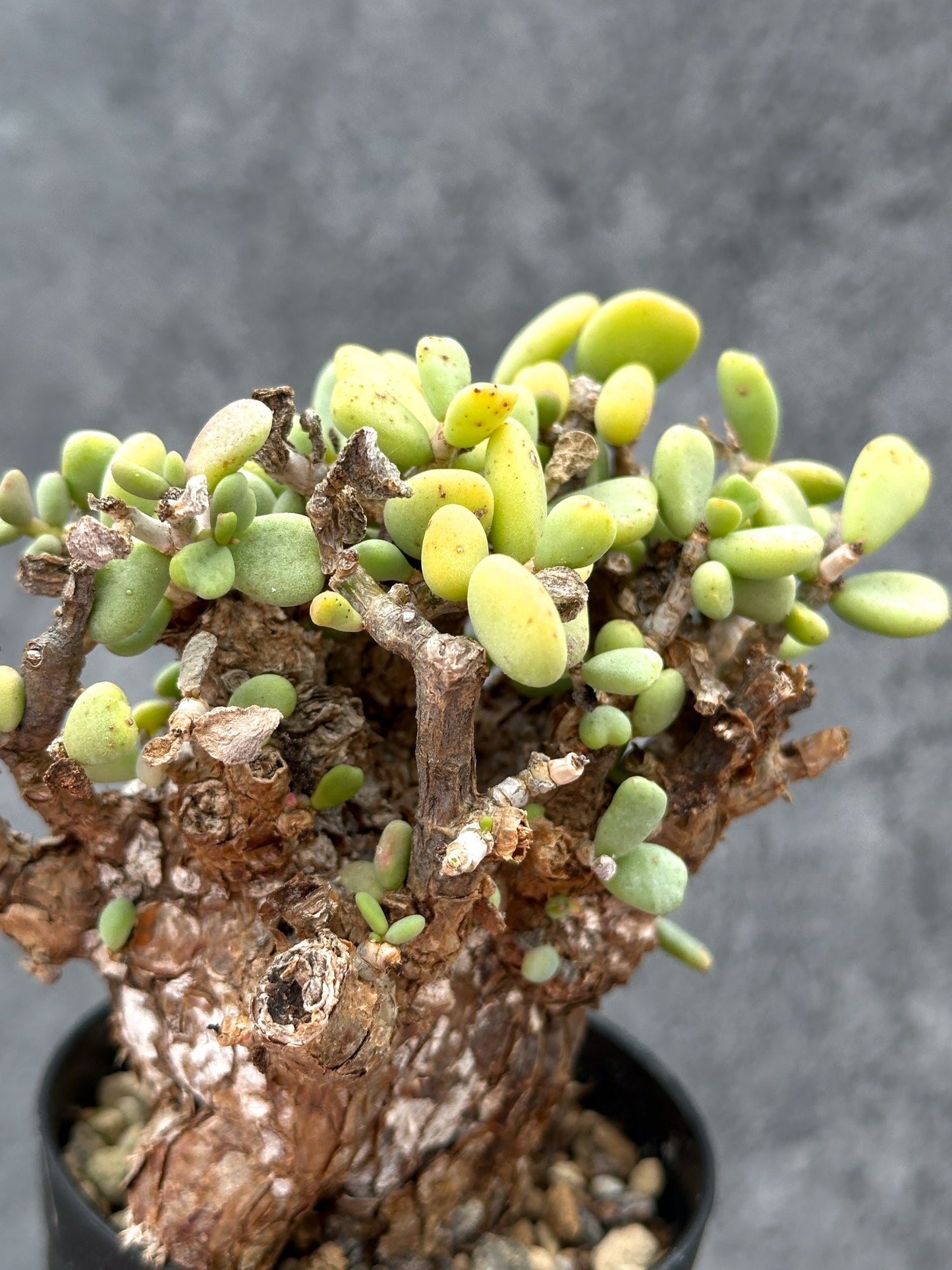 【現品限り】ケラリア・ピグマエア 現地株 2年ほど管理 発根済み【E1】 Ceraria pygmaea