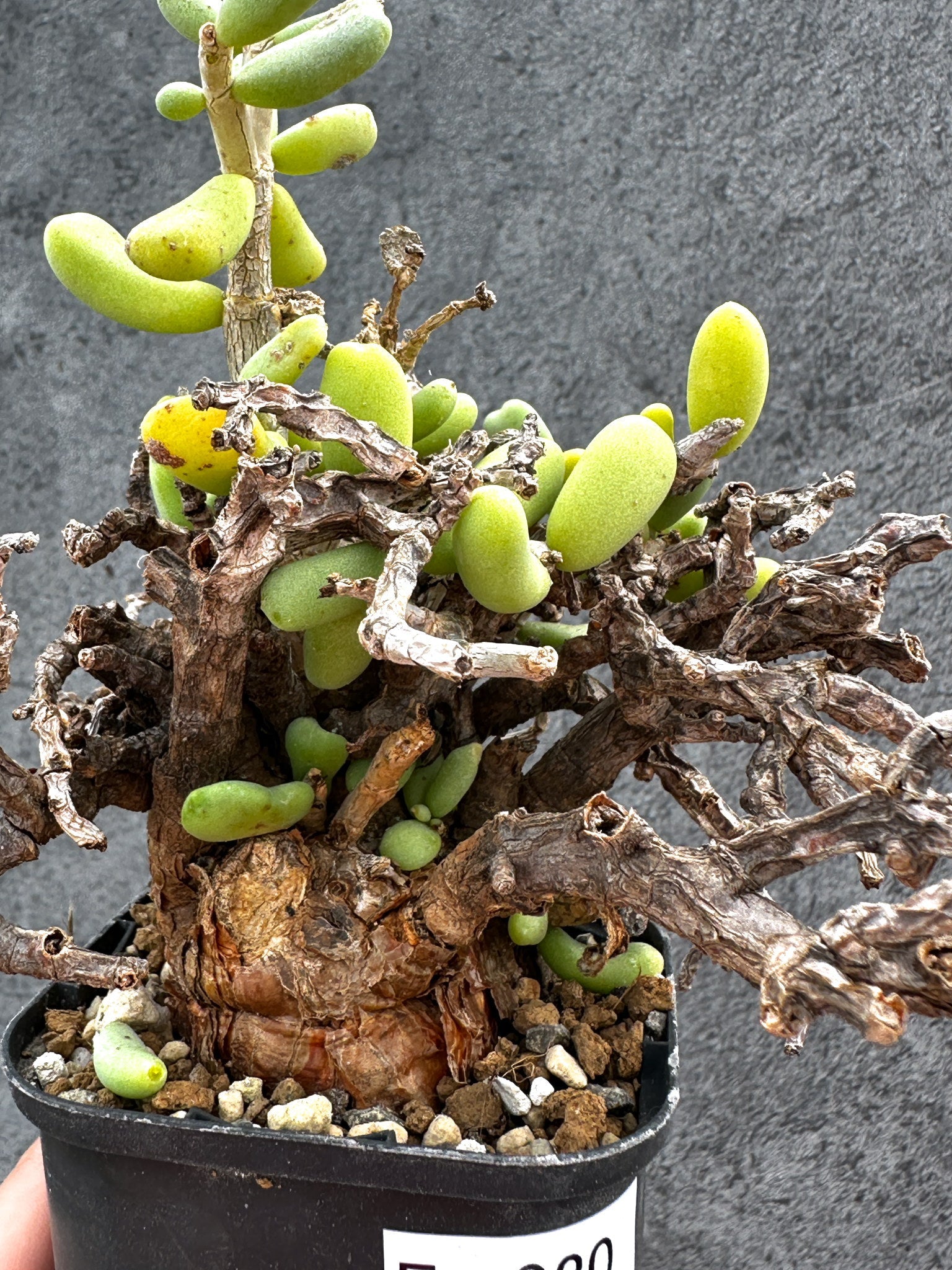 Ceraria pygmaea ケラリア ピグマエア　　発根済み　1 ケラリア・ピグマエア 現地株 2年ほど管理 発根済み【E20】 Ceraria
