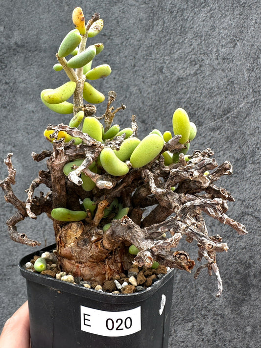 【現品限り】ケラリア・ピグマエア 現地株 2年ほど管理 発根済み【E20】 Ceraria pygmaea
