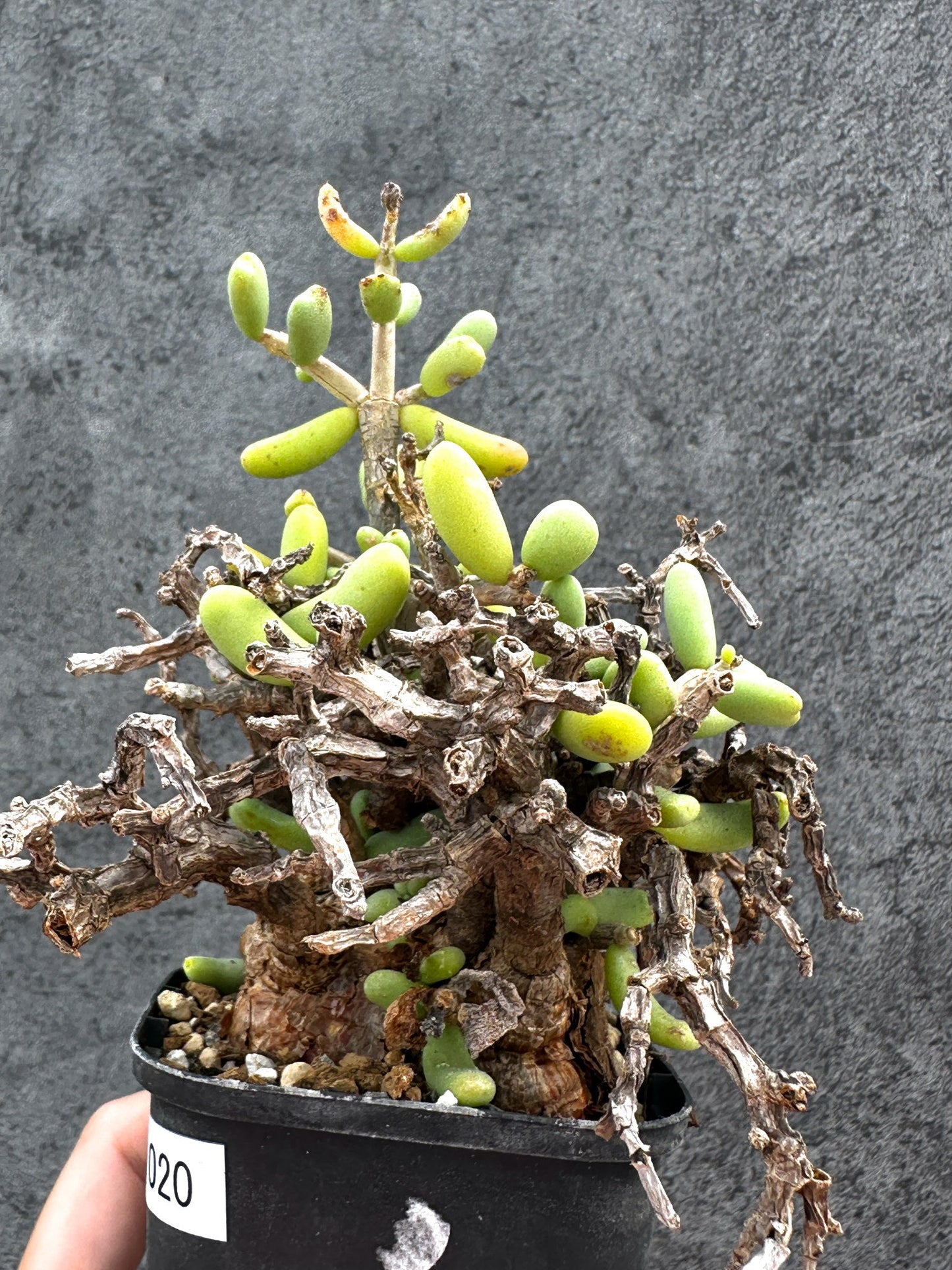 【現品限り】ケラリア・ピグマエア 現地株 2年ほど管理 発根済み【E20】 Ceraria pygmaea