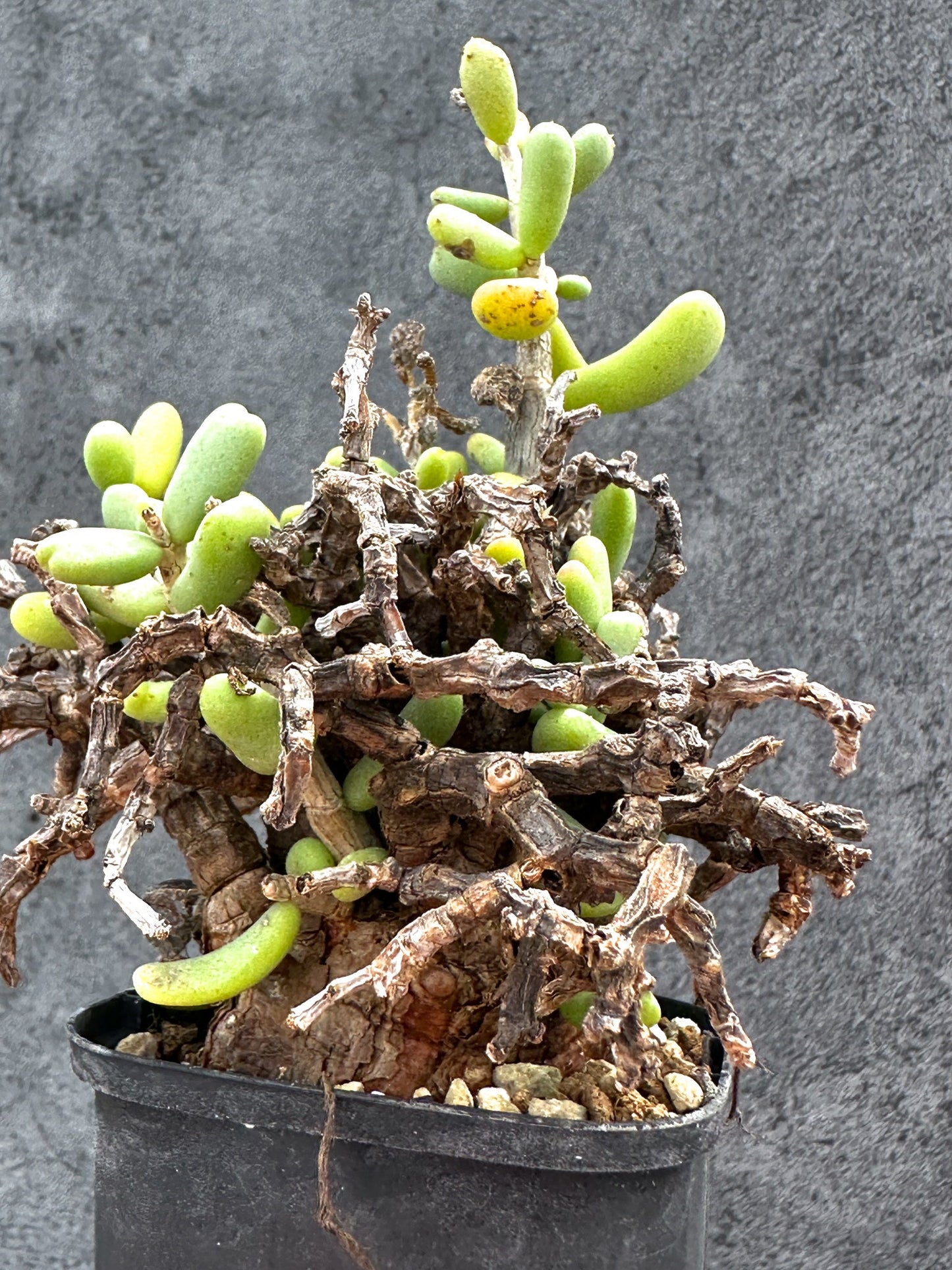 【現品限り】ケラリア・ピグマエア 現地株 2年ほど管理 発根済み【E20】 Ceraria pygmaea