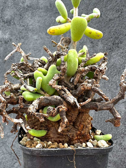 【現品限り】ケラリア・ピグマエア 現地株 2年ほど管理 発根済み【E20】 Ceraria pygmaea