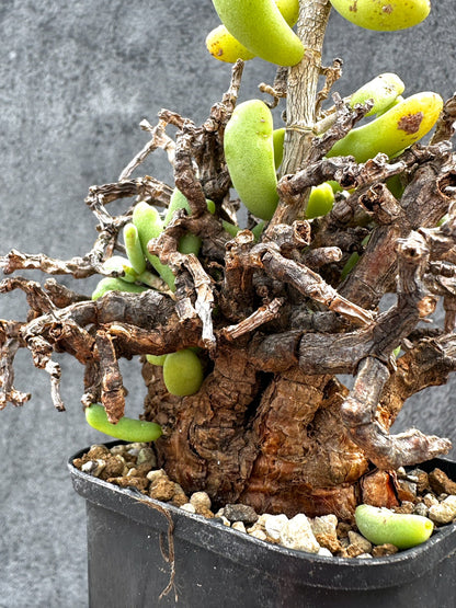 【現品限り】ケラリア・ピグマエア 現地株 2年ほど管理 発根済み【E20】 Ceraria pygmaea