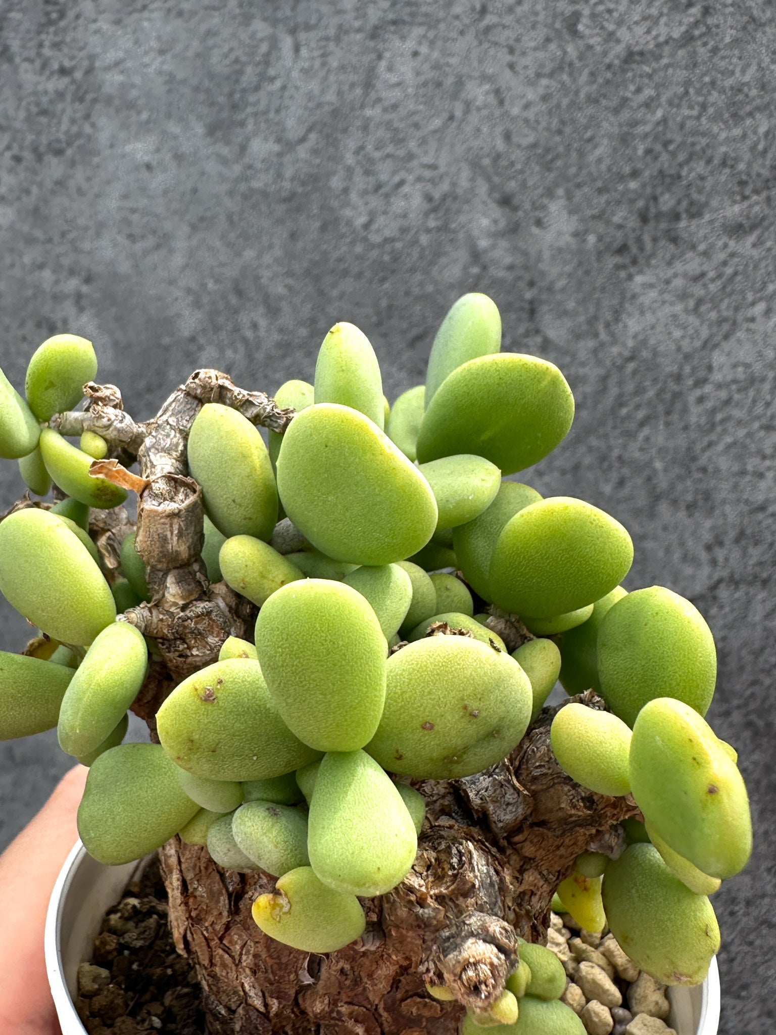 Ceraria pygmaea ケラリア ピグマエア　　発根済み　1 Ceraria pygmaea 【発根済み】〈幹幅6.1cm〉 | QSPLANT