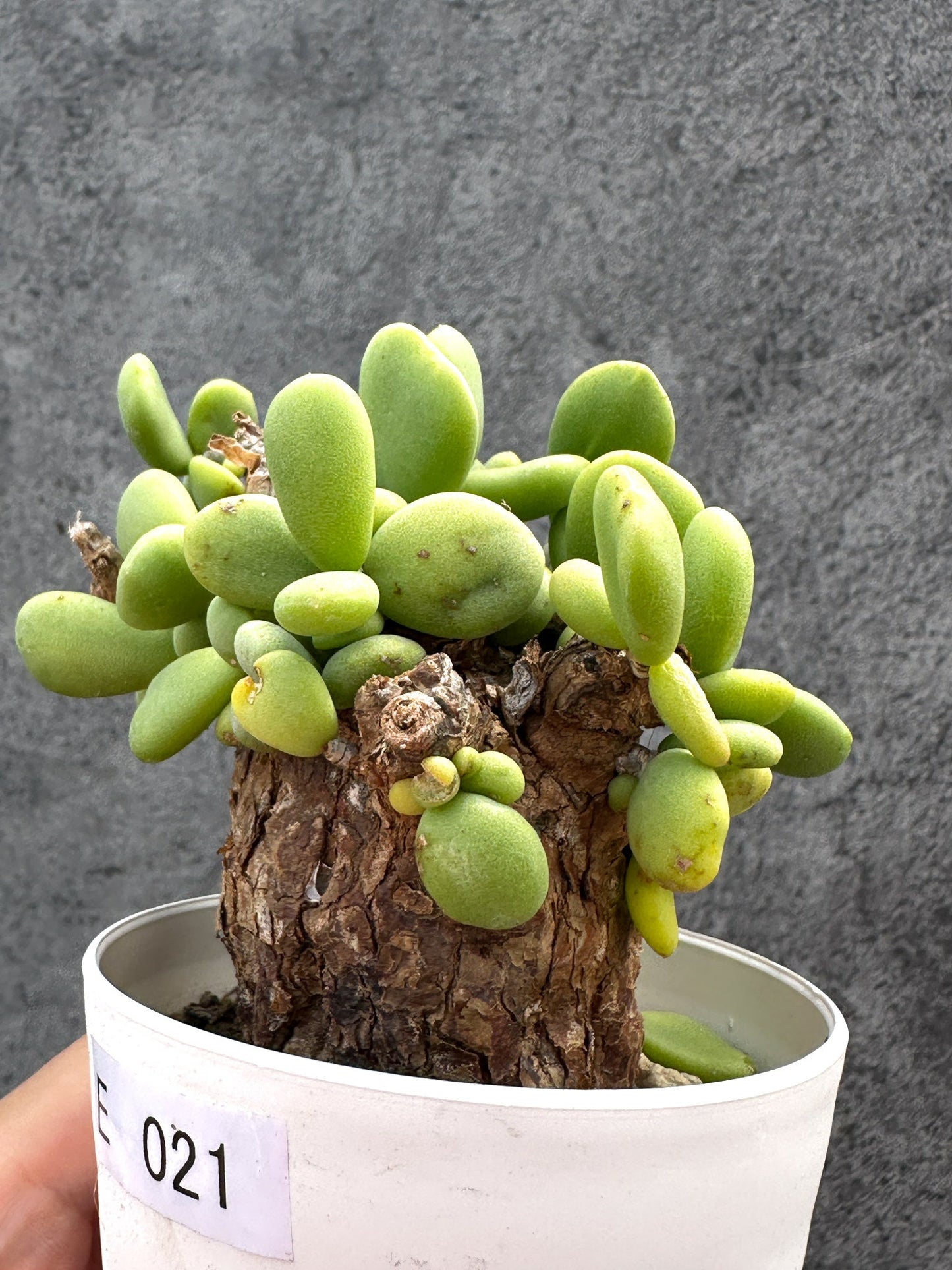 【現品限り】ケラリア・ピグマエア 現地株 2年ほど管理 発根済み【E21】 Ceraria pygmaea