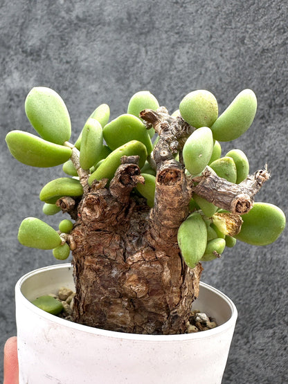 【現品限り】ケラリア・ピグマエア 現地株 2年ほど管理 発根済み【E21】 Ceraria pygmaea