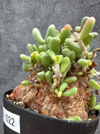 【現品限り】ケラリア・ピグマエア 現地株 2年ほど管理 発根済み【E22】 Ceraria pygmaea