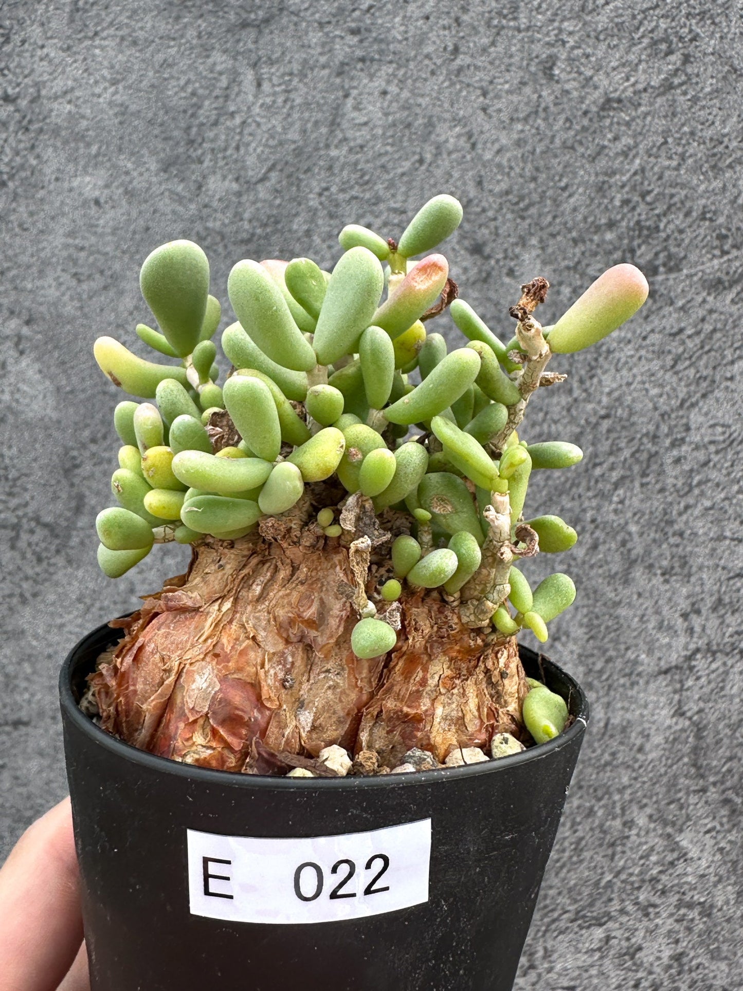 【現品限り】ケラリア・ピグマエア 現地株 2年ほど管理 発根済み【E22】 Ceraria pygmaea