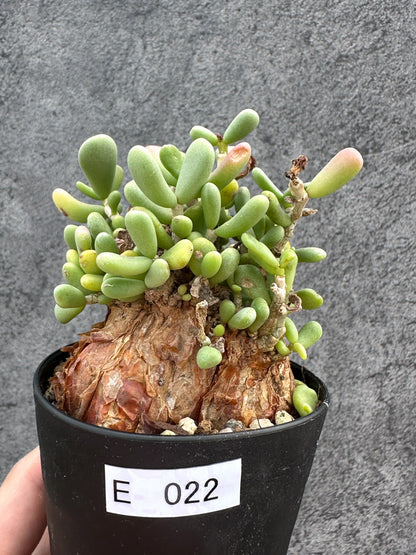 【現品限り】ケラリア・ピグマエア 現地株 2年ほど管理 発根済み【E22】 Ceraria pygmaea