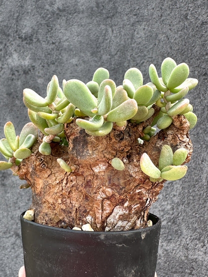 【現品限り】ケラリア・ピグマエア 現地株 2年ほど管理 発根済み【E23】 Ceraria pygmaea