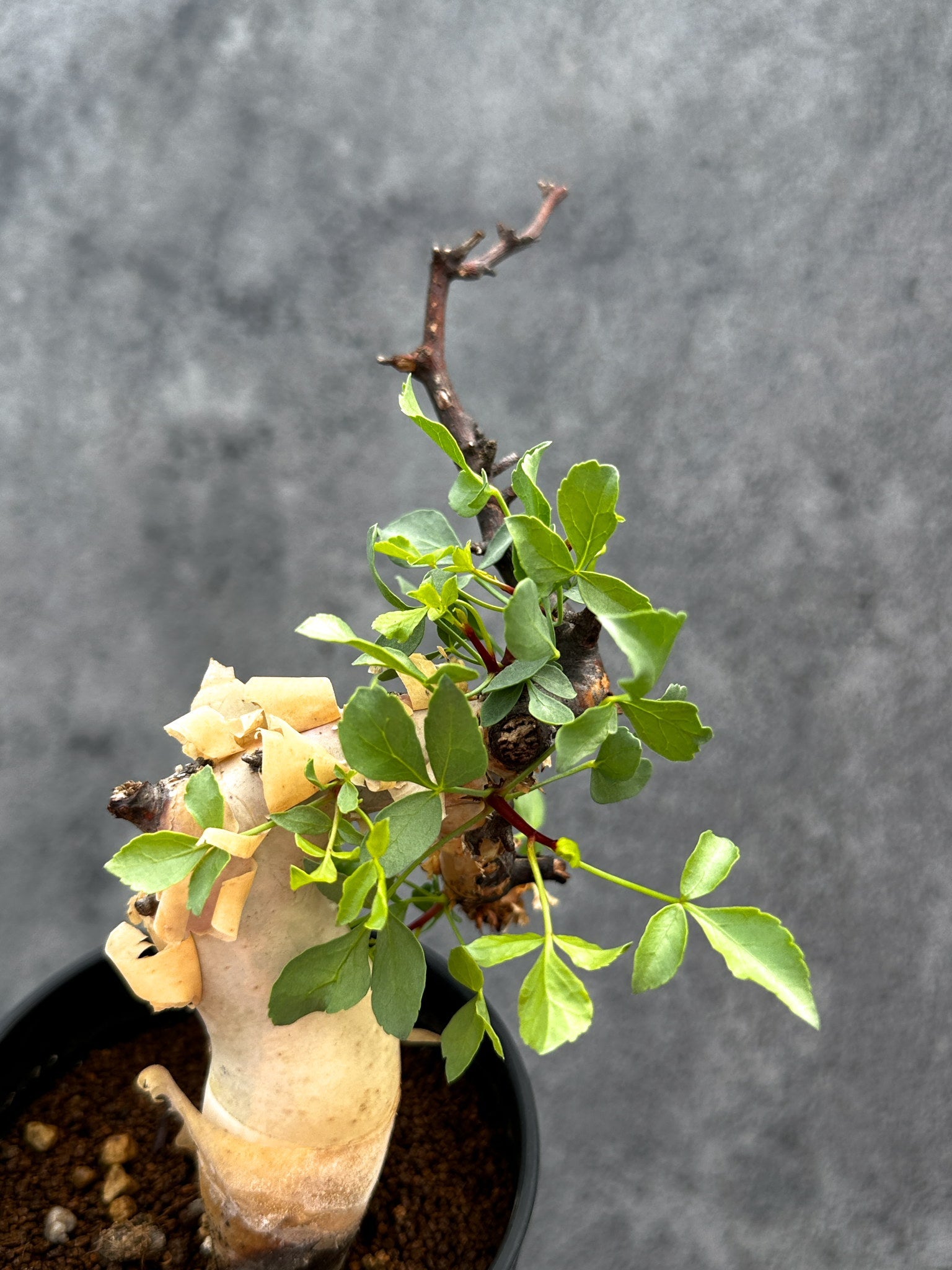 送料無料②発根済みコミフォラ カタフ ソマリア産Commiphora kataf コミフォラ・カタフ ソマリア ピュア 現地株 発根済み【E34