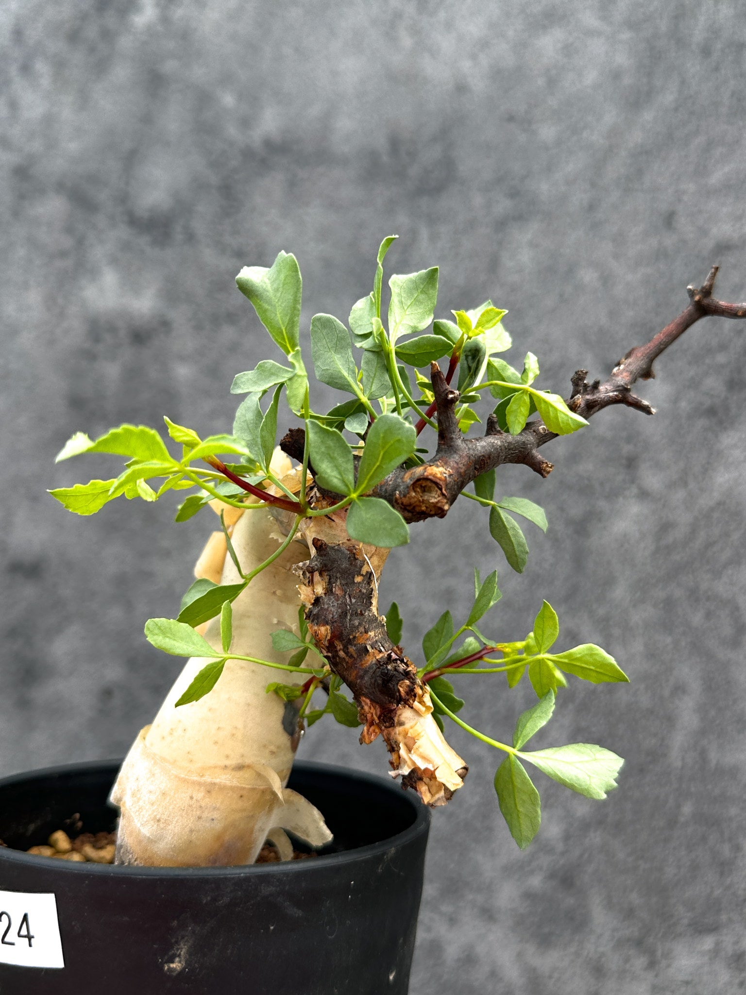 ③ コミフォラ　カタフ　ソマリア　現地株 塊根植物　コーデックス　パキプス コミフォラ・カタフ ソマリア ピュア 現地株 発根済み【E37