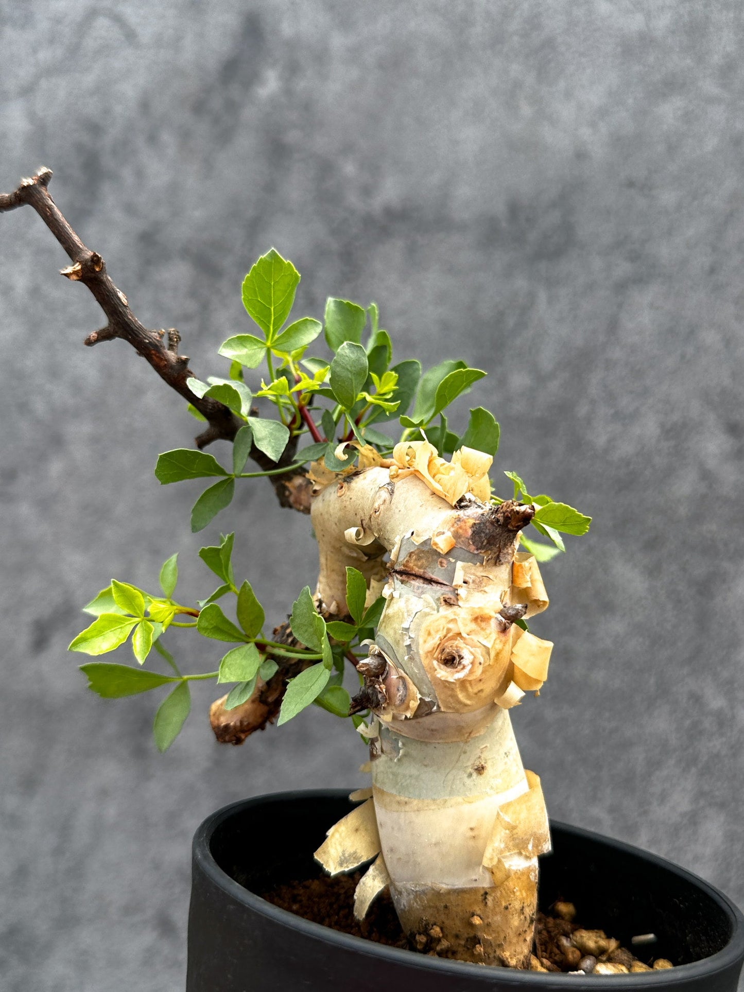 【現品限り】コミフォラ・カタフ ソマリア ピュア 現地株 発根済み【E24】 Commiphora kataf Somalia