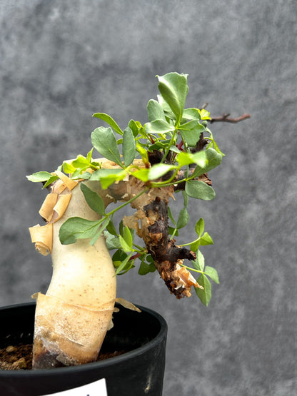 【現品限り】コミフォラ・カタフ ソマリア ピュア 現地株 発根済み【E24】 Commiphora kataf Somalia